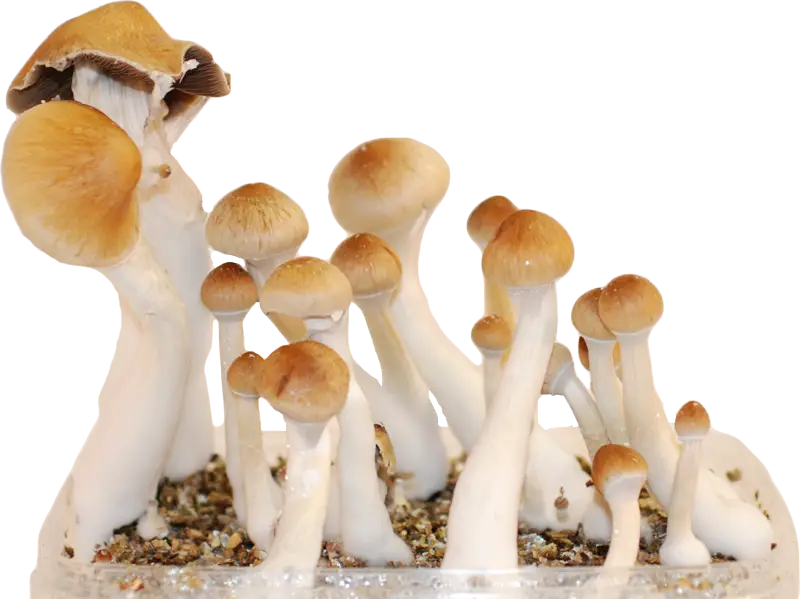 How Microdosing Magic Mushrooms Can Change Your Life