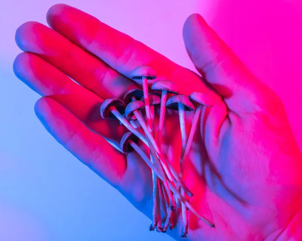 Buying Shrooms Online in Canada – A Complete Guide